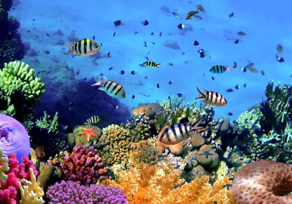 7 Best South Pacific Honeymoon Destinations 2 How To Honeymoon