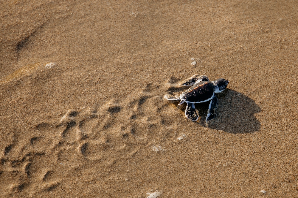 The Greatest Great Barrier Reef Honeymoon Guide 2 How To Honeymoon