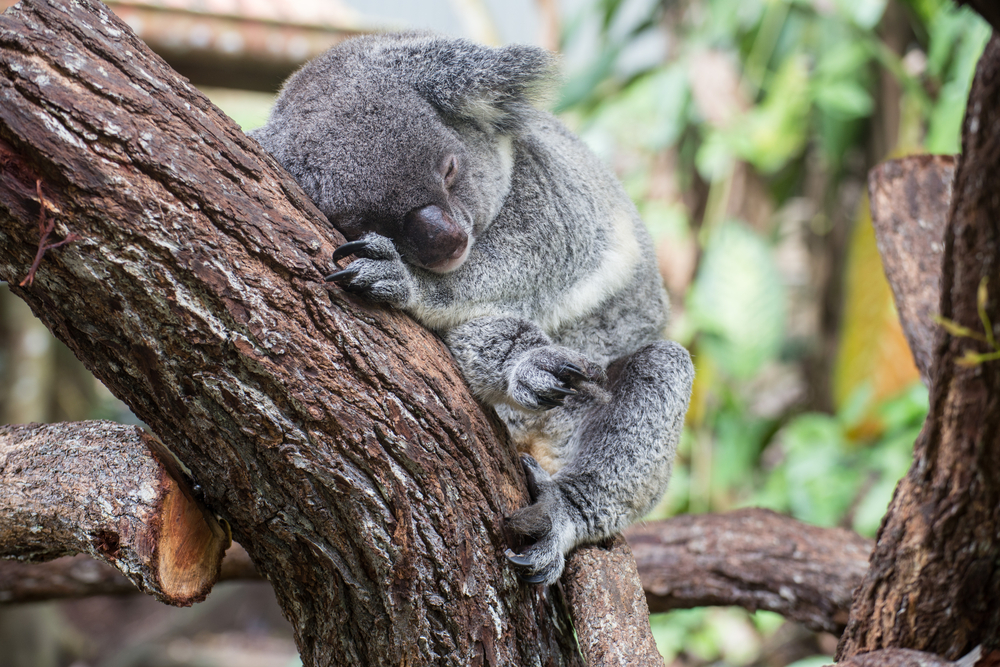 The Greatest Great Barrier Reef Honeymoon Guide 10 How To Honeymoon