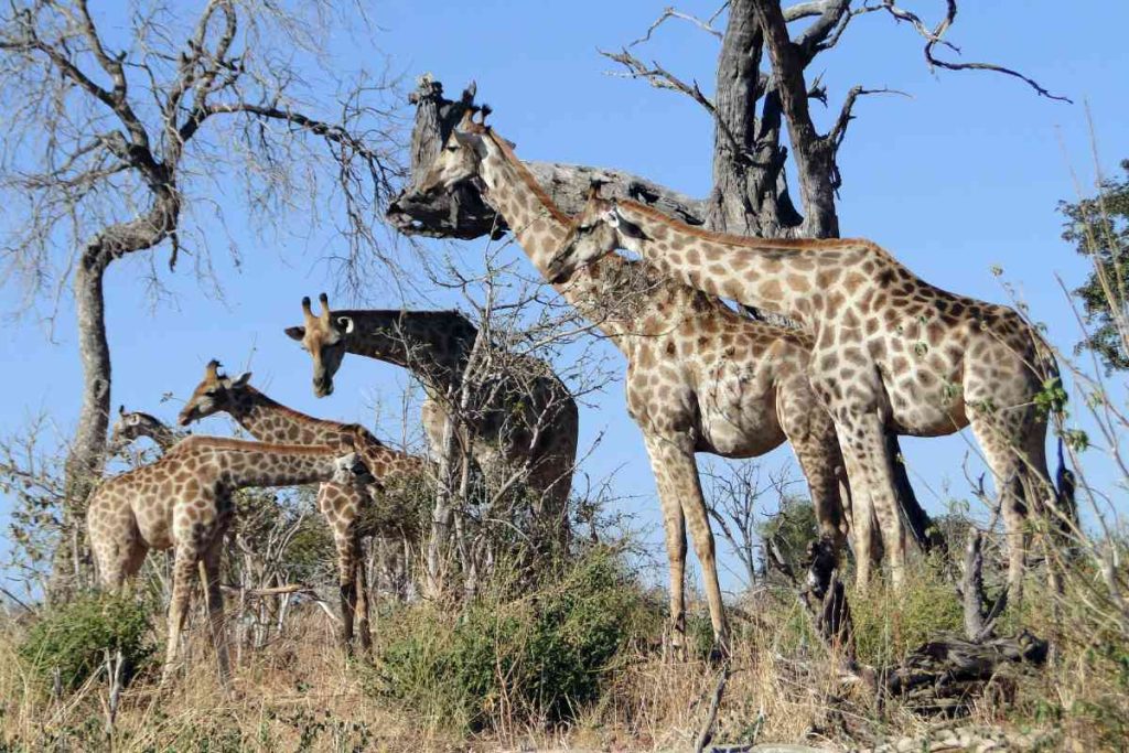 In-Depth Botswana Honeymoon Guide 5 How To Honeymoon