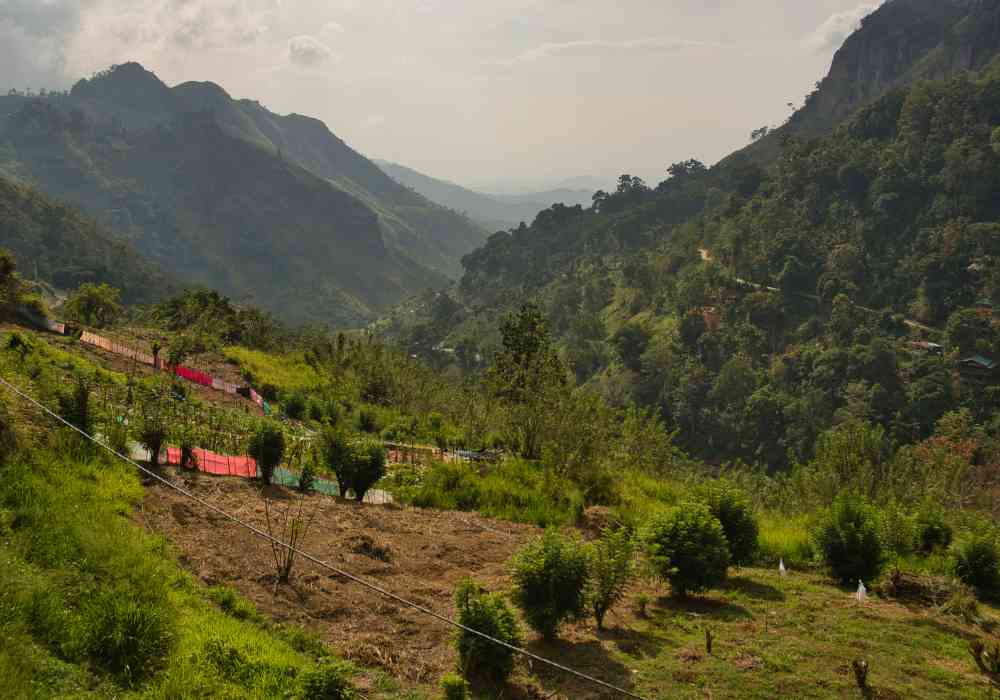 Comprehensive Guide to Planning a Sensational Honeymoon in Sri Lanka 9 How To Honeymoon
