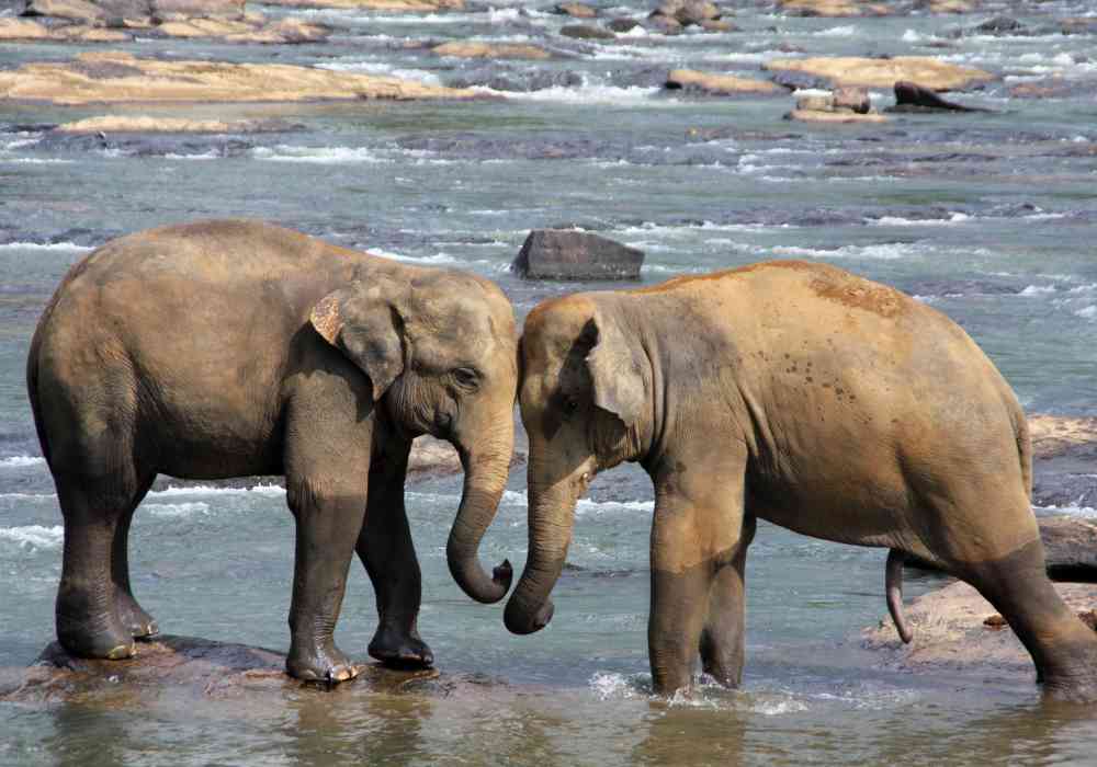 Comprehensive Guide to Planning a Sensational Honeymoon in Sri Lanka 2 How To Honeymoon